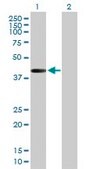 Anti-MAP2K3 antibody produced in mouse purified immunoglobulin, buffered aqueous solution