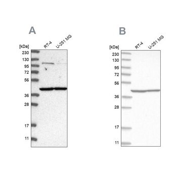 Anti-MRPL37 antibody produced in rabbit Prestige Antibodies&#174; Powered by Atlas Antibodies, affinity isolated antibody, buffered aqueous glycerol solution, Ab1