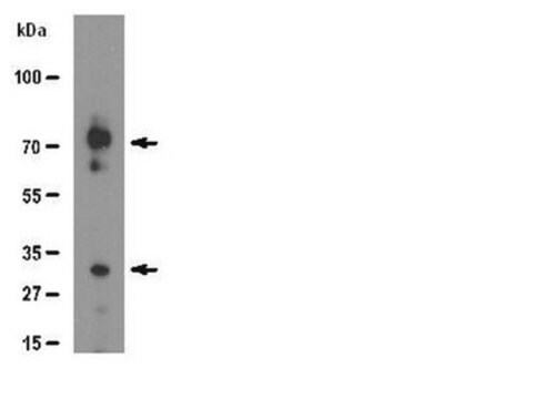 Anti-Syndecan-1 Antibody serum, from rabbit