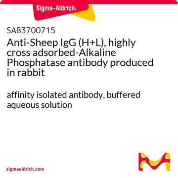 Anti-Sheep IgG (H+L), highly cross adsorbed-Alkaline Phosphatase antibody produced in rabbit affinity isolated antibody, buffered aqueous solution