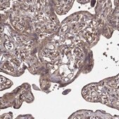 Anti-PPP1R12A antibody produced in rabbit Prestige Antibodies&#174; Powered by Atlas Antibodies, affinity isolated antibody