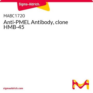Anti-PMEL Antibody, clone HMB-45