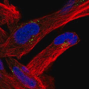 Anti-MVB12B antibody produced in rabbit Prestige Antibodies&#174; Powered by Atlas Antibodies, affinity isolated antibody