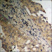 Anti-phospho-Amyloid &#946; A4 (pThr743/668) antibody produced in rabbit affinity isolated antibody