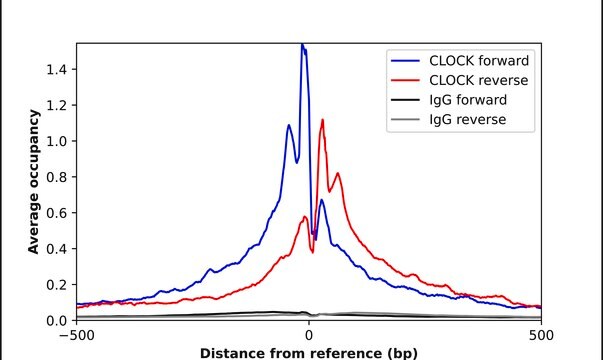 Anti-CLOCK antibody produced in rabbit Prestige Antibodies&#174; Powered by Atlas Antibodies, affinity isolated antibody, buffered aqueous glycerol solution