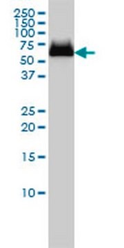 Anti-GBA Mouse mAb (2E2) liquid, clone 2E2, Calbiochem&#174;