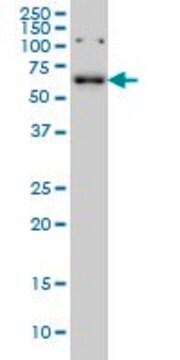 Monoclonal Anti-CCDC6 antibody produced in mouse clone 5D11, purified immunoglobulin, buffered aqueous solution