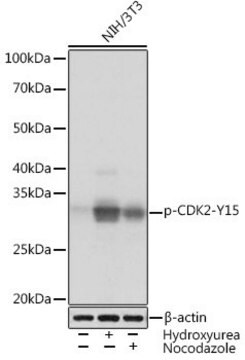 Anti-Phospho-CDK2-Y15 antibody produced in rabbit