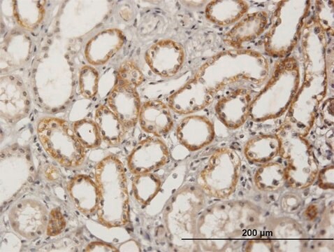 Anti-BSND antibody produced in mouse IgG fraction of antiserum, buffered aqueous solution