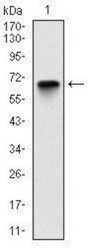 Monoclonal Anti-G6PD antibody produced in mouse clone 2H7, ascites fluid