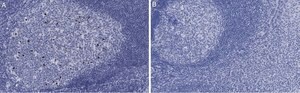 Anti-cleaved PARP-1 Antibody, clone 2G13 Antibody, ZooMAb&#174; Rabbit Monoclonal recombinant, expressed in HEK 293 cells