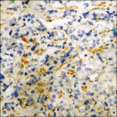 Anti-phospho-PLD2 (pTyr169) antibody produced in rabbit affinity isolated antibody