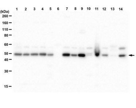 Anti-GLUT-2 from rabbit, purified by affinity chromatography