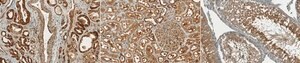 Anti-LDHA from rabbit, purified by affinity chromatography