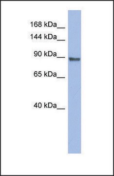 Anti-PML antibody produced in rabbit affinity isolated antibody