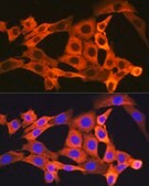 Anti-JNK1 antibody produced in rabbit