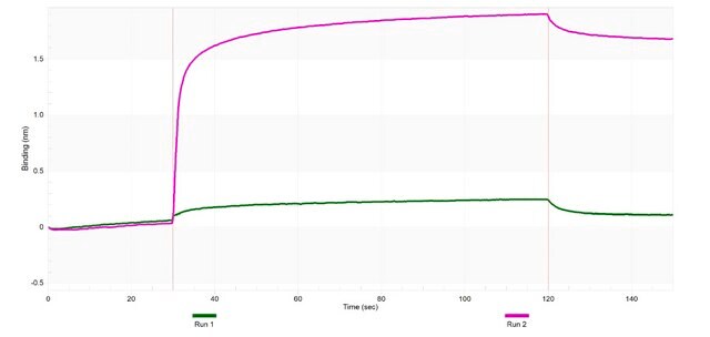 Anti-SIRT2 Antibody, clone 1D4 ZooMAb&#174; Rabbit Monoclonal recombinant, expressed in HEK 293 cells