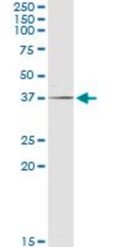 Anti-POLR3F antibody produced in rabbit purified immunoglobulin, buffered aqueous solution