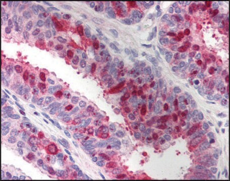 Anti-XAF1 antibody produced in rabbit affinity isolated antibody, buffered aqueous solution