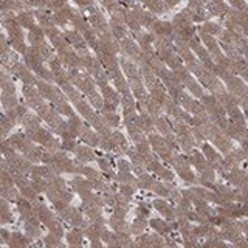 Anti-YIF1A antibody produced in rabbit Prestige Antibodies&#174; Powered by Atlas Antibodies, affinity isolated antibody, buffered aqueous glycerol solution