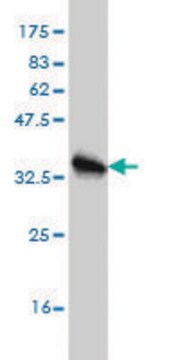 Monoclonal Anti-HBB antibody produced in mouse clone 2H3, purified immunoglobulin, buffered aqueous solution