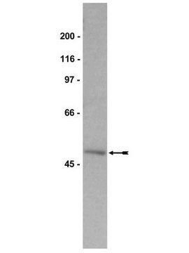 Anti-Nck Antibody Upstate&#174;, from rabbit