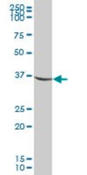 Anti-IDH3G antibody produced in mouse purified immunoglobulin, buffered aqueous solution