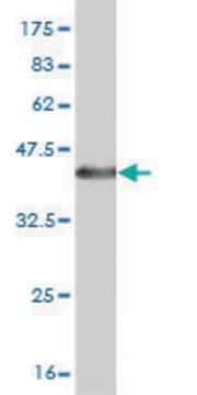 Monoclonal Anti-CDH6 antibody produced in mouse clone 2F2, purified immunoglobulin, buffered aqueous solution