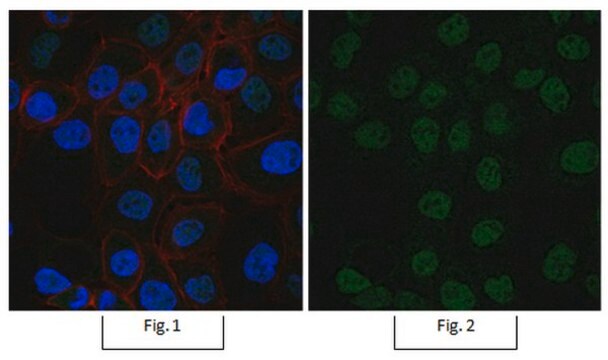 Anti-Sirt1 (Sir2) Antibody, Alexa Fluor&#8482; 488 Conjugate from rabbit, ALEXA FLUOR&#8482; 488