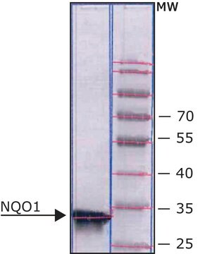 DT Diaphorase (NQO1) human lyophilized powder, recombinant, expressed in E. coli, &#8805;90% (SDS-PAGE)