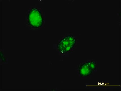 Monoclonal Anti-RBAF600 antibody produced in mouse clone 2D12, purified immunoglobulin, buffered aqueous solution
