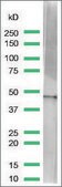 Anti-beta-Actin antibody, Rabbit monoclonal clone SP124, recombinant, expressed in proprietary host, affinity isolated antibody