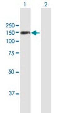 Anti-TSHZ1 antibody produced in mouse purified immunoglobulin, buffered aqueous solution