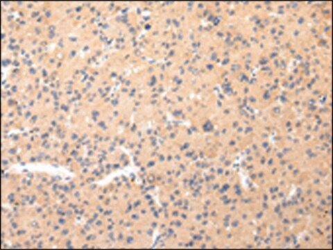Anti-COL8A2 affinity isolated antibody