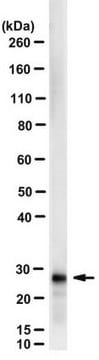 Anti-Apolipoprotein A-I Antibody, clone Wt20-7 clone Wt20-7, from mouse