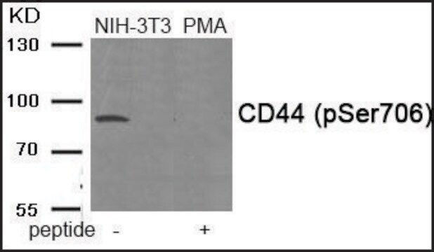 Anti-phospho-CD44 (pSer706) antibody produced in rabbit affinity isolated antibody