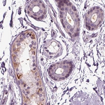 Anti-PLCH2 antibody produced in rabbit Prestige Antibodies&#174; Powered by Atlas Antibodies, affinity isolated antibody