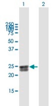 Anti-FLJ20397 antibody produced in mouse purified immunoglobulin, buffered aqueous solution