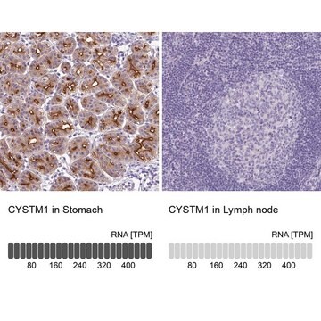 Anti-CYSTM1 antibody produced in rabbit Prestige Antibodies&#174; Powered by Atlas Antibodies, affinity isolated antibody, buffered aqueous glycerol solution