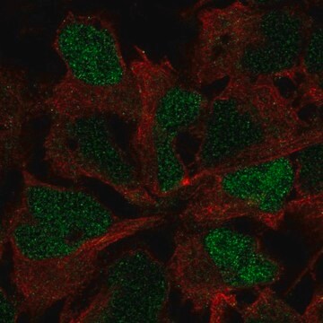 Anti-SOX3 antibody produced in rabbit Prestige Antibodies&#174; Powered by Atlas Antibodies, affinity isolated antibody