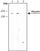 Anti-Myosin (Skeletal, Slow) antibody, Mouse monoclonal clone NOQ7.5.4D, purified from hybridoma cell culture