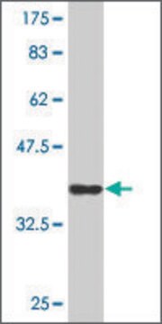 Monoclonal Anti-CD164 antibody produced in mouse clone 4B4, purified immunoglobulin, buffered aqueous solution