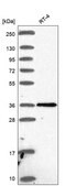 Anti-Ptgdr Antibody Produced In Rabbit Prestige Antibodies&#174; Powered by Atlas Antibodies, affinity isolated antibody, buffered aqueous glycerol solution