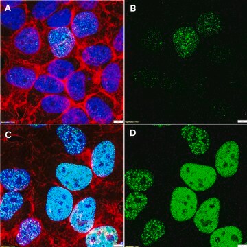 Anti-p-Histone H2A(Ser129) Antibody, clone 2M22 ZooMAb&#174; Rabbit Monoclonal recombinant, expressed in HEK 293 cells