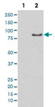 Monoclonal Anti-LIPE (phospho S853) antibody produced in rabbit clone FDO-12