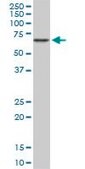 Monoclonal Anti-CACNB2 antibody produced in mouse clone 6C4, purified immunoglobulin, buffered aqueous solution