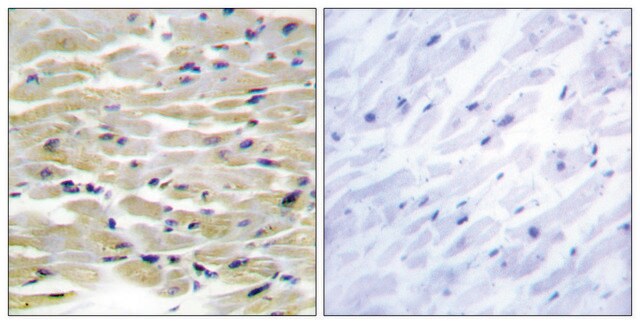 Anti-TENS3 antibody produced in rabbit affinity isolated antibody