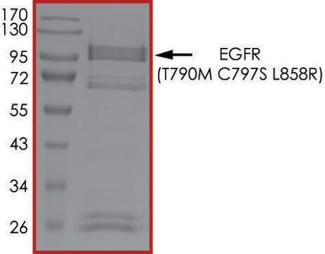 EGFR (T790M C797S L858R), Active PRECISIO &#174;Kinase, recombinant