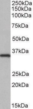 Anti-NEK7 antibody produced in goat affinity isolated antibody, buffered aqueous solution