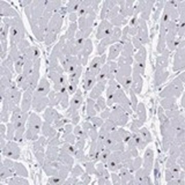 Anti-RBM20 antibody produced in rabbit Prestige Antibodies&#174; Powered by Atlas Antibodies, affinity isolated antibody, buffered aqueous glycerol solution